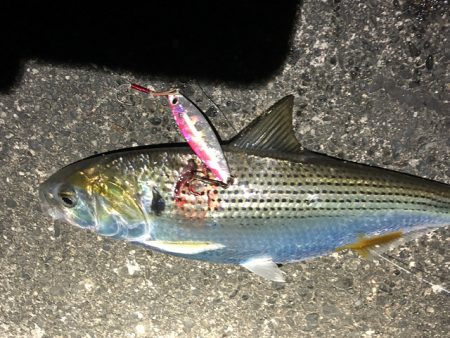 クロムツ、コノシロがまた湾内に入り出しました